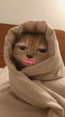 a cat wrapped in a blanket with pink lips