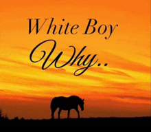 a horse is silhouetted against a sunset with the words " white boy why "