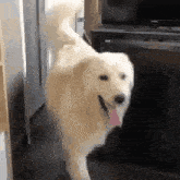 GIF