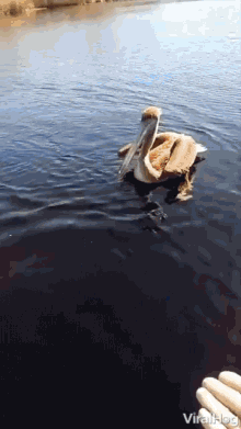 Invading Stork Pelican Boards Boat For A Ride GIF