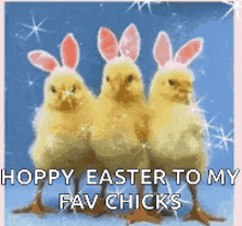 three chicks wearing bunny ears and the words hoppy easter to my fav chicks on the bottom