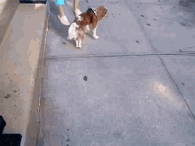 Check Out My New Toy! GIF - Dog Toy Happy GIFs