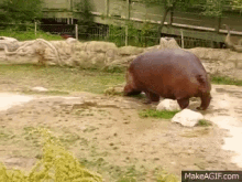 Hippopotamus Pooping GIF - Hippopotamus Pooping Tail Wagging GIFs