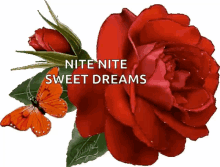 good night night sweet dreams nite nite sparkles
