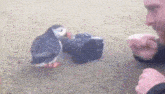 a bird is standing next to a camera on the ground