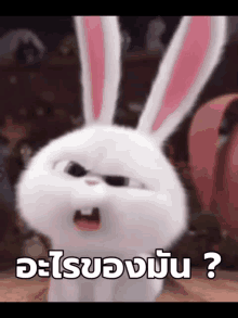 Bunny What GIF - Bunny What GIFs