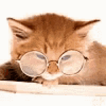 Cute Cat GIF - Cute Cat Reading GIFs