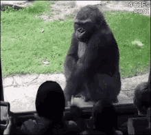 Such A Human Way To Behave GIF - Frightened Gorilla Scare GIFs