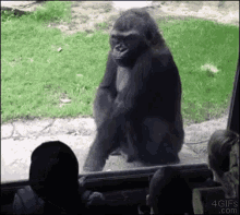 monkey gorilla lol scare shocked