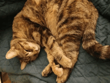 Pussy Relaxed GIF - Pussy Relaxed Serenity GIFs