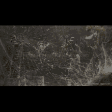 a gray and gold background with a spider web design