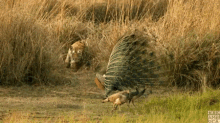 Hunting Peacocks GIF