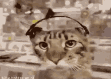 Dance Cat GIF - Dance Cat Cute GIFs