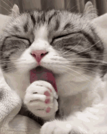 Komaru Lick GIF - Komaru Lick Cat GIFs