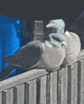 two birds are perched on a wooden fence with a person in the background
