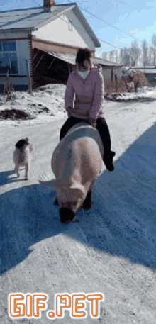 pig gif pet animal ride
