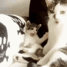 Cats Learning GIF - Cats Learning Baby GIFs