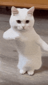 Cool Fun GIF - Cool Fun White Cat GIFs