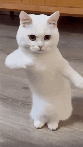 This dancing cat holds your AirPods –