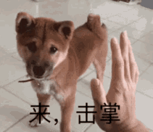 击掌，狗 GIF - Puppy High Five Dog GIFs