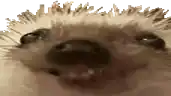 a close up of a hedgehog 's face with its mouth open .