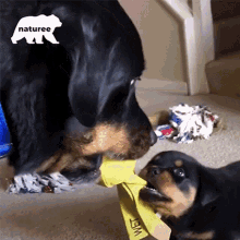 This Is Mine Rottweiler GIF - This Is Mine Rottweiler Dog GIFs