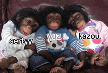 three chimpanzees named sertyy yuz and kazou are sitting next to each other