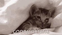 Good Morning Kitten GIF - Good Morning Kitten Waking Up GIFs