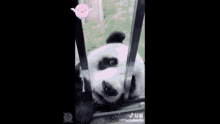 Panda Cute GIF - Panda Cute Blink GIFs