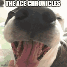 ace the dog