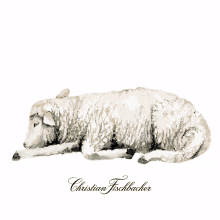 christianfischbacher sheep sleeping goodnight counting sheep