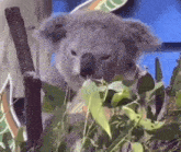 a koala bear eating leaves from a tree branch .