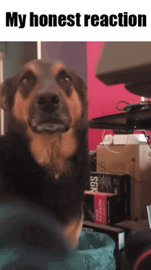 My Honest Reaction Dog GIF - My Honest Reaction My Honest GIFs