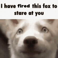 Fox Hired GIF