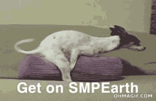 Get On Smp Earth GIF - Get On Smp Earth Smp Earth GIFs