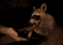 Raccoon Feeding GIF - Raccoon Feeding Bite GIFs