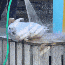 a seal is being sprayed with water from a hose