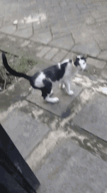 Cat Kucing GIF - Cat Kucing قتّن GIFs