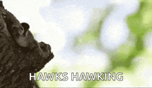 Baby Duck Fly GIF - Baby Duck Fly GIFs