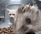 Cat Feeder Hedgehog Cat GIF - Cat Feeder Cat Hedgehog Cat GIFs