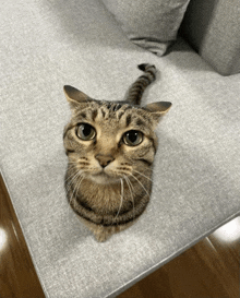 Kitty GIF - Kitty GIFs