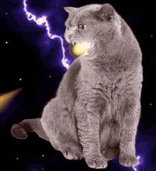 angry cat firebreathing