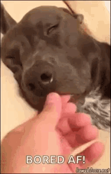 Dog Tongue GIF
