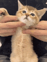 a person is holding a kitten with their hands