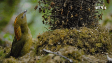 Chirping Mating Call GIF - Chirping Mating Call Mockingbirds GIFs