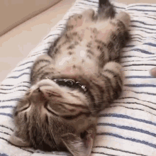 Sleeping Cat GIF - Sleeping Cat Deadass GIFs
