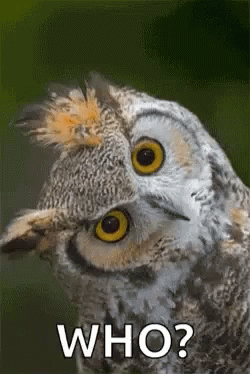 owl GIFs | Tenor