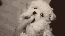Tiny Puppy GIF - Dog Puppy Look GIFs