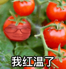 a bunch of tomatoes on a vine with chinese writing on them