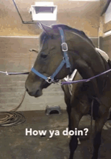 Equine Horse GIF - Equine Horse Howyadoin GIFs